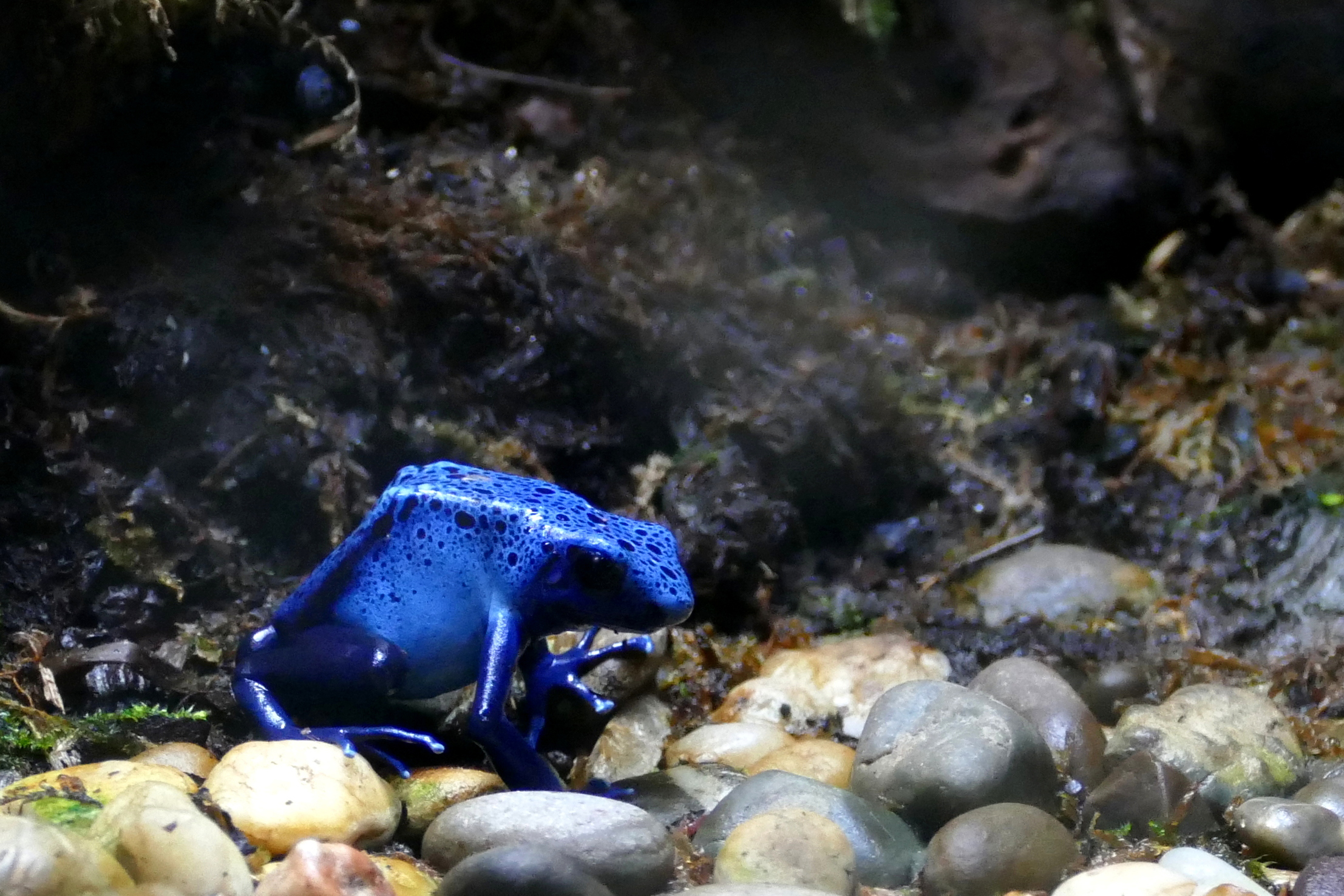Ich bin blau