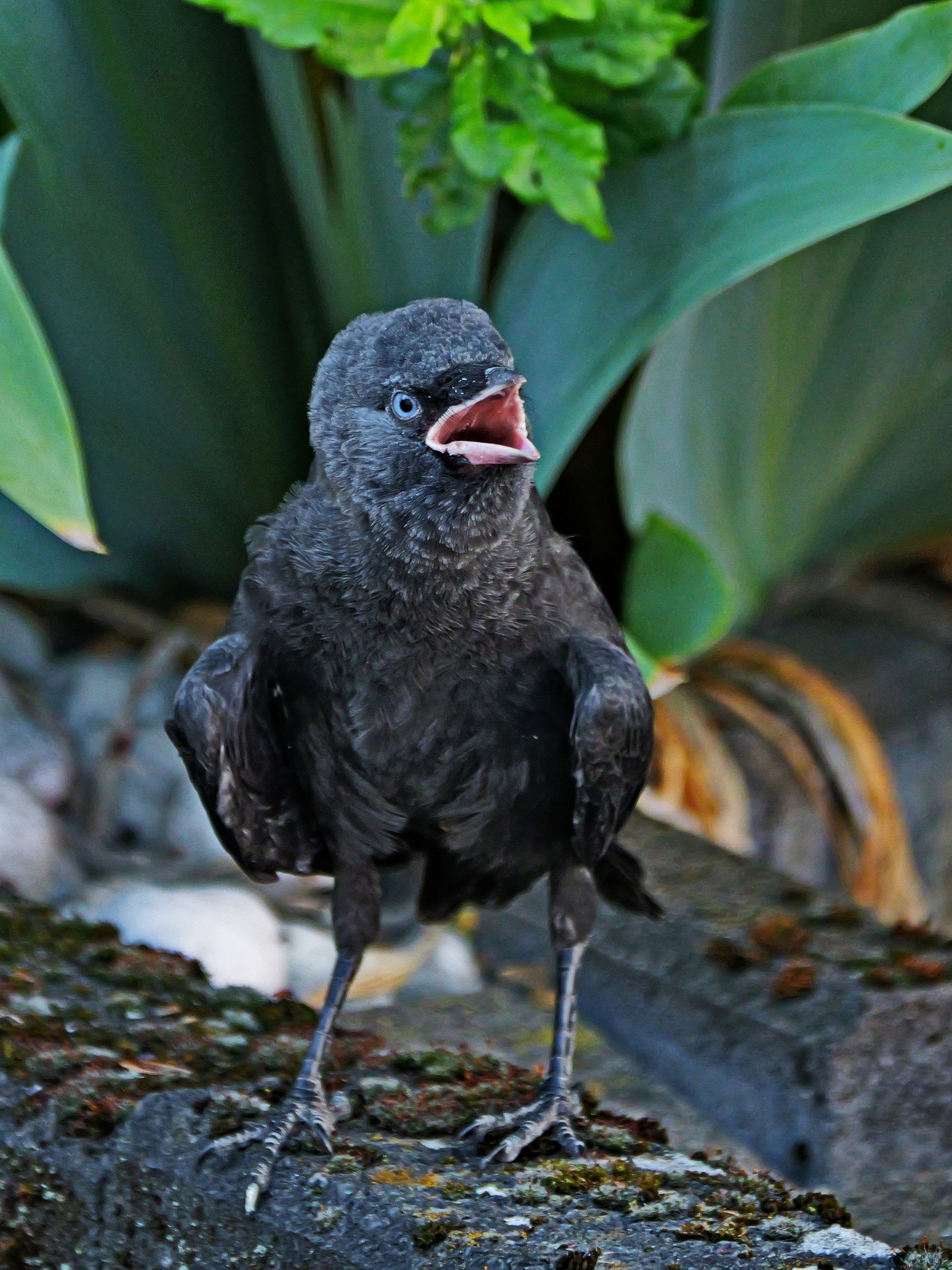 Ich habe Hunger!