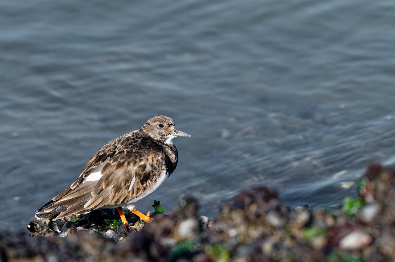 Ich habe mal wieder nen Vogel - Steinwälzer