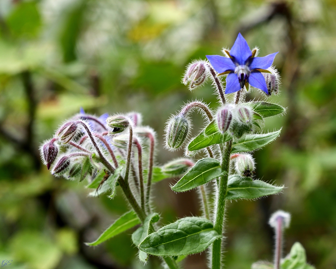 Ich mach blau