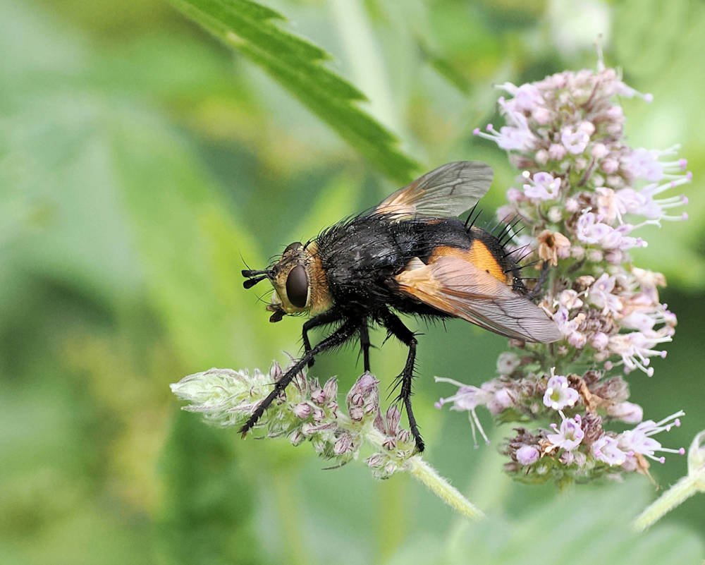 Igelfliege (Tachina fera)