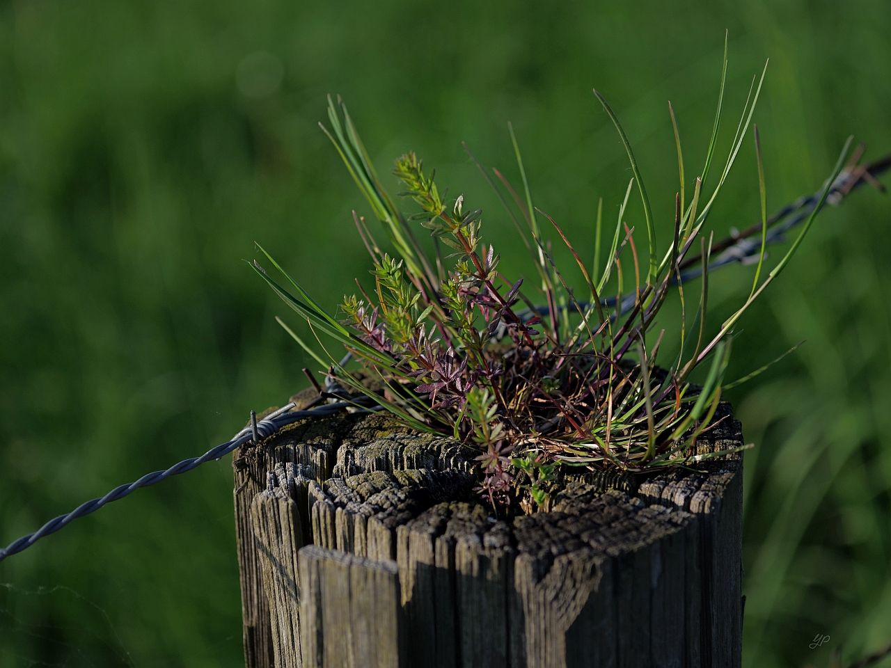 Ikebana