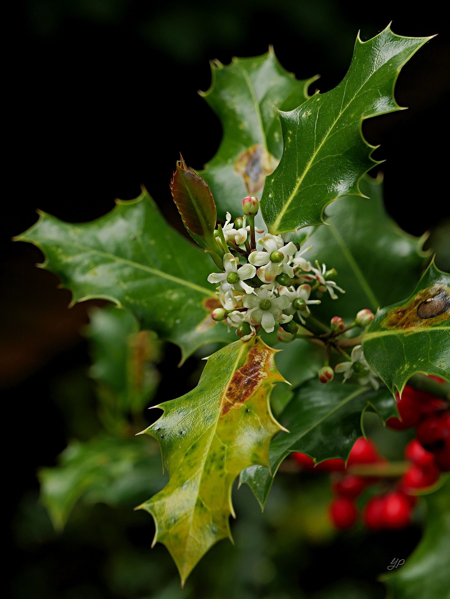 Ilex-Blüten