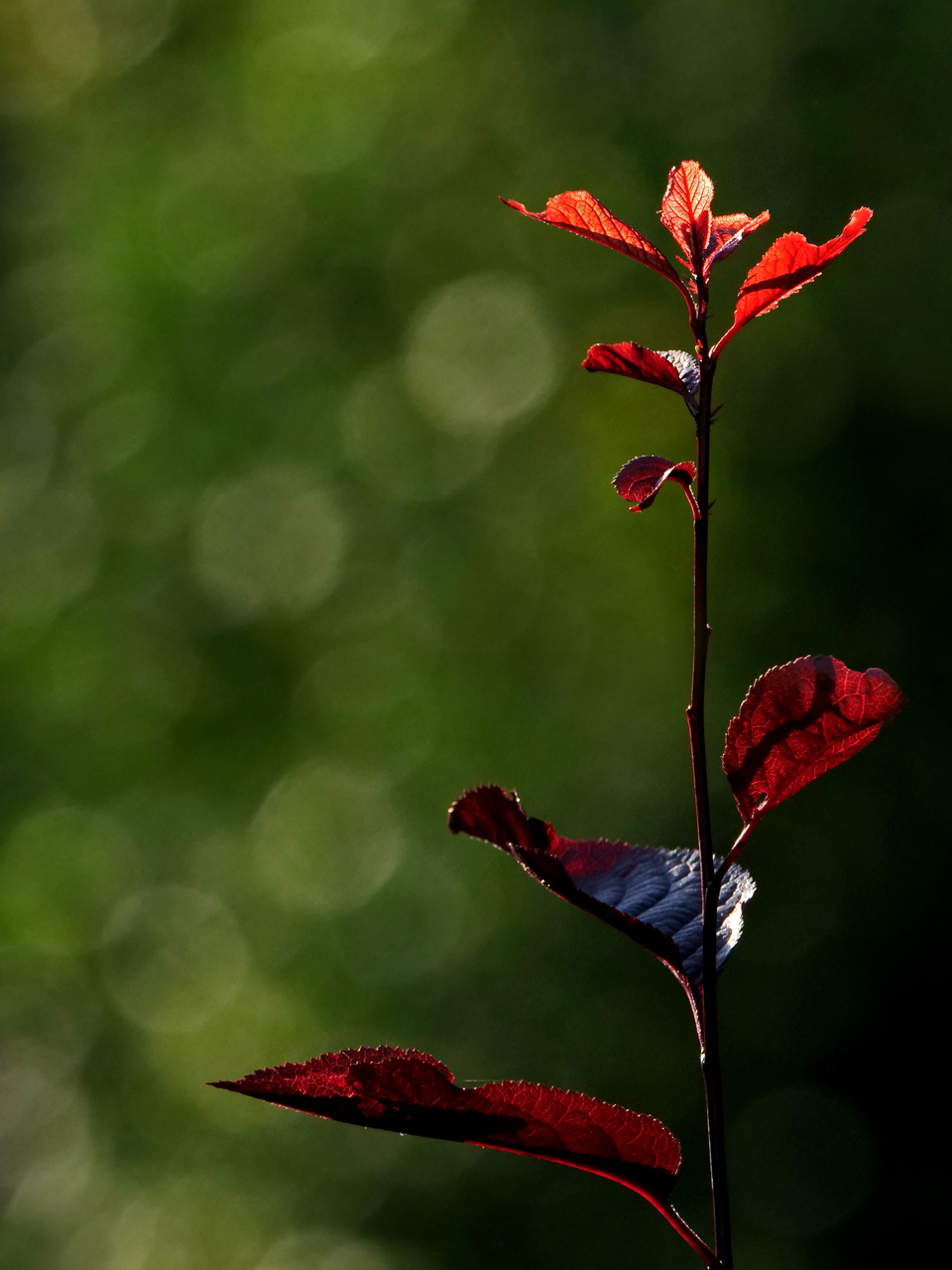 Im Abendlicht