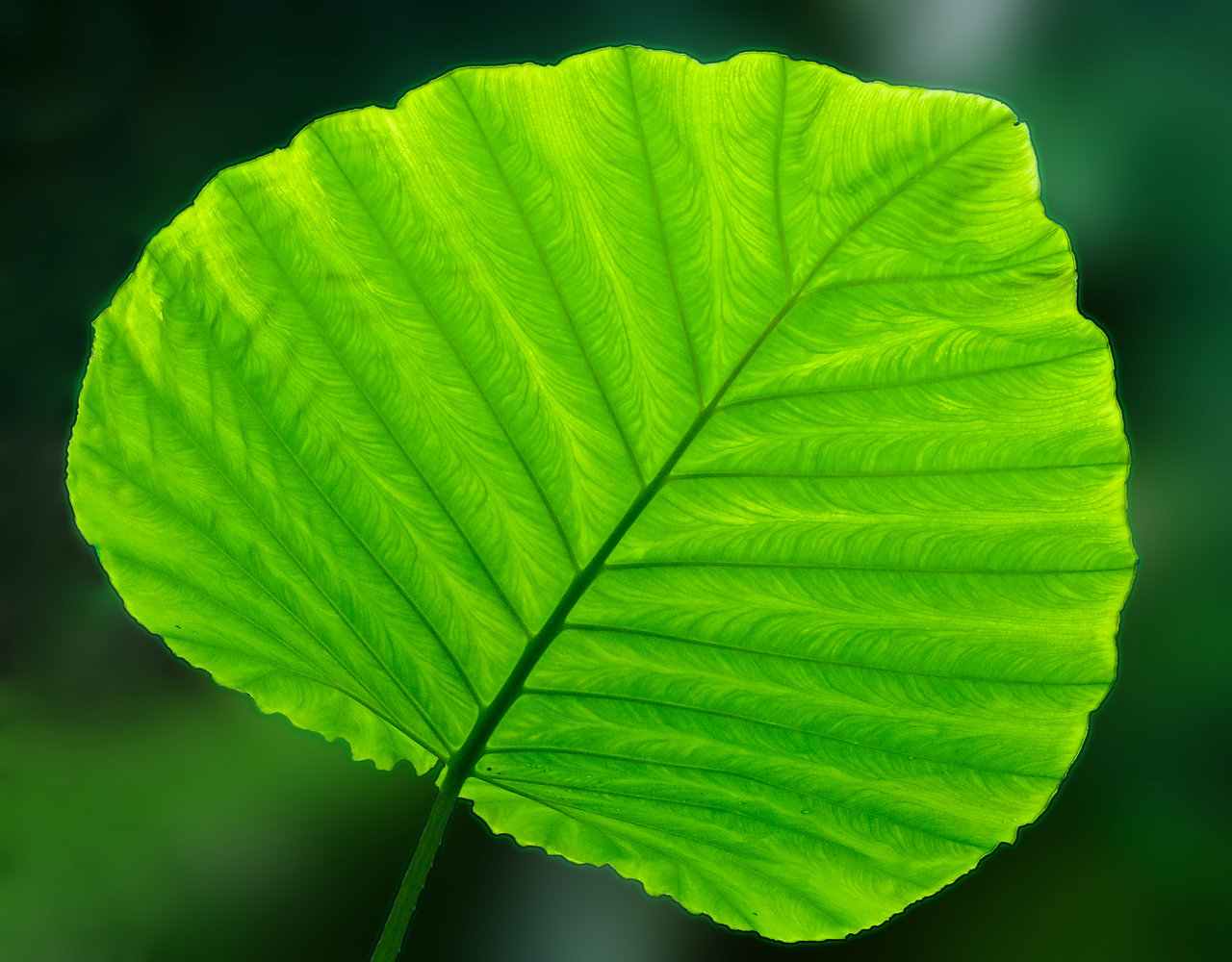 Im Botanischen Garten München