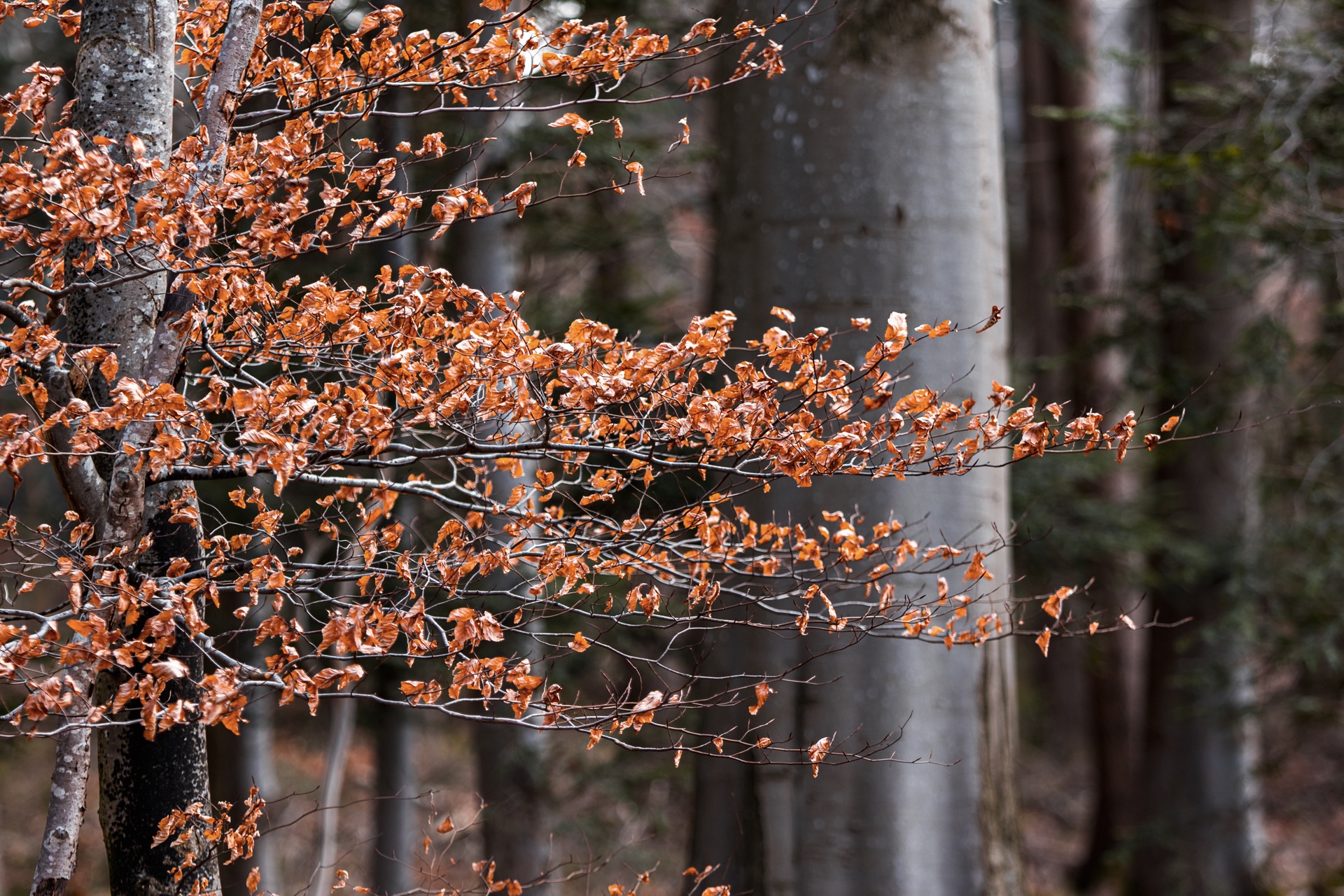 im Buchenwald II
