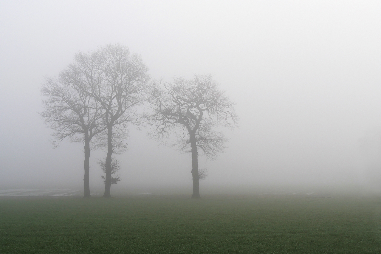 Im dichten Morgennebel.jpg