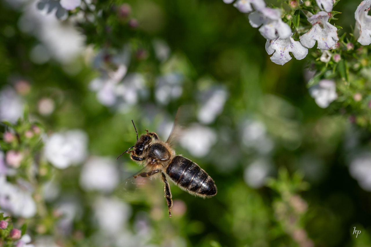 im Flug erwischt