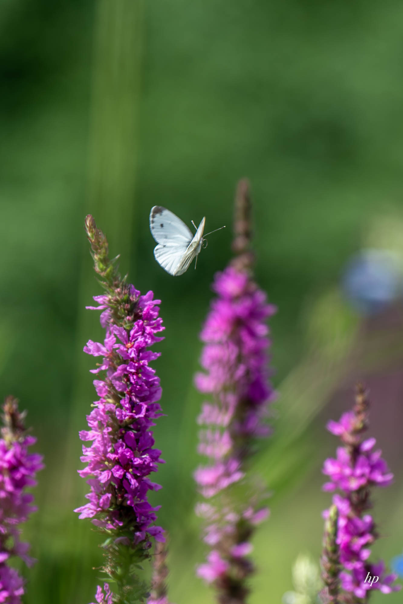 Im Flug erwischt