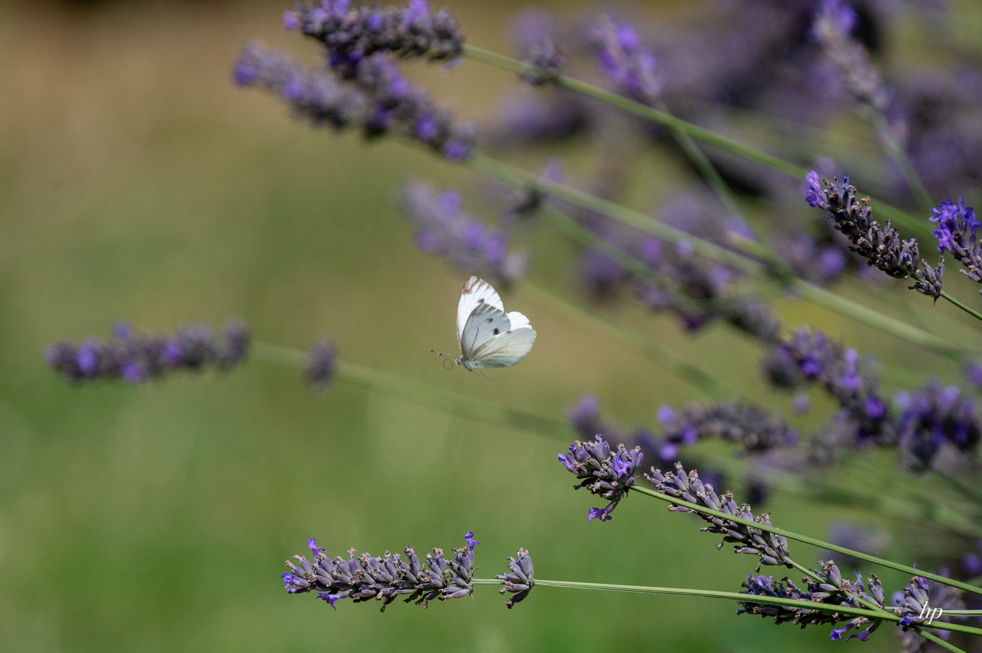 Im Flug erwischt…