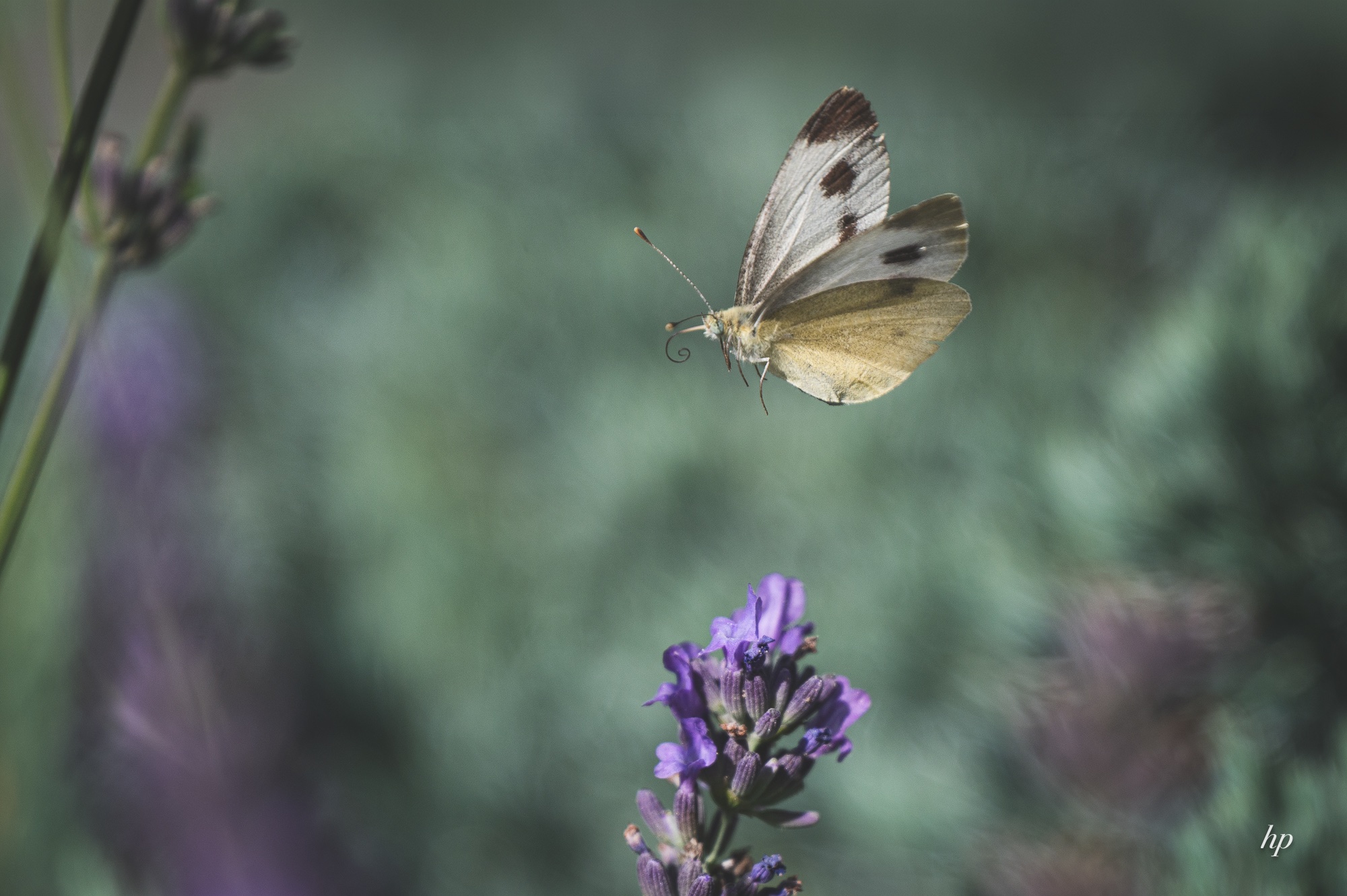 Im Flug erwischt