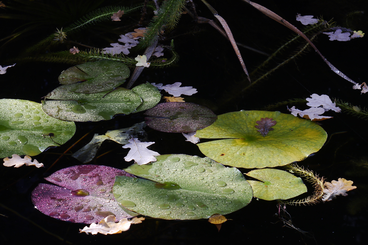 Im Gartenteich