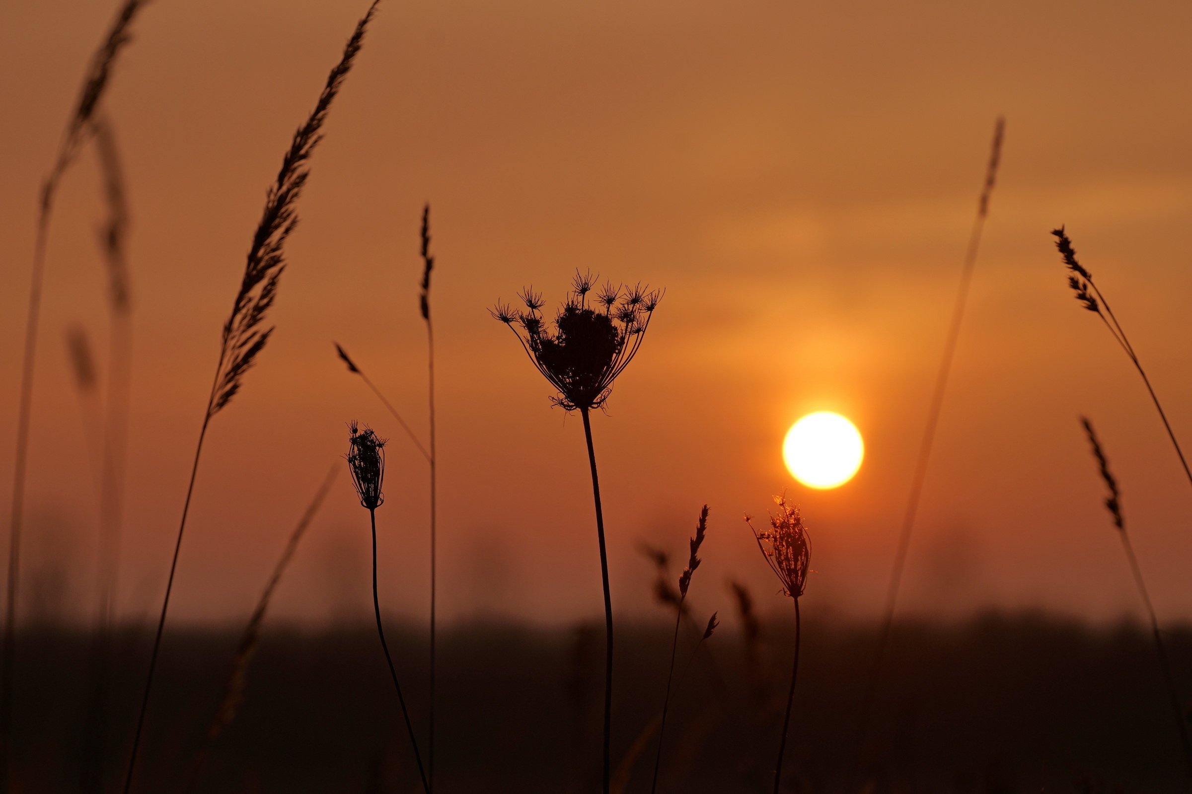 Im Gegenlicht der untergehenden Sonne.