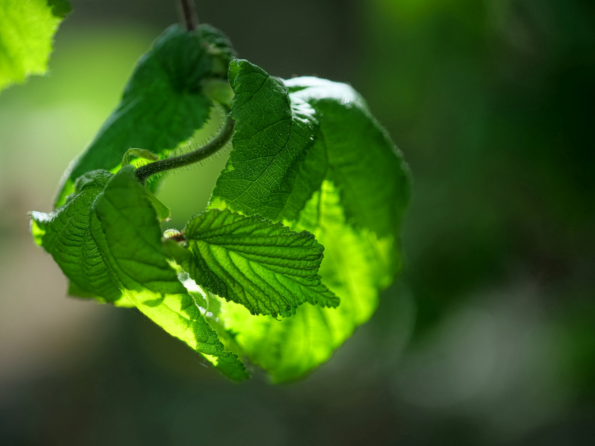 Im Gegenlicht