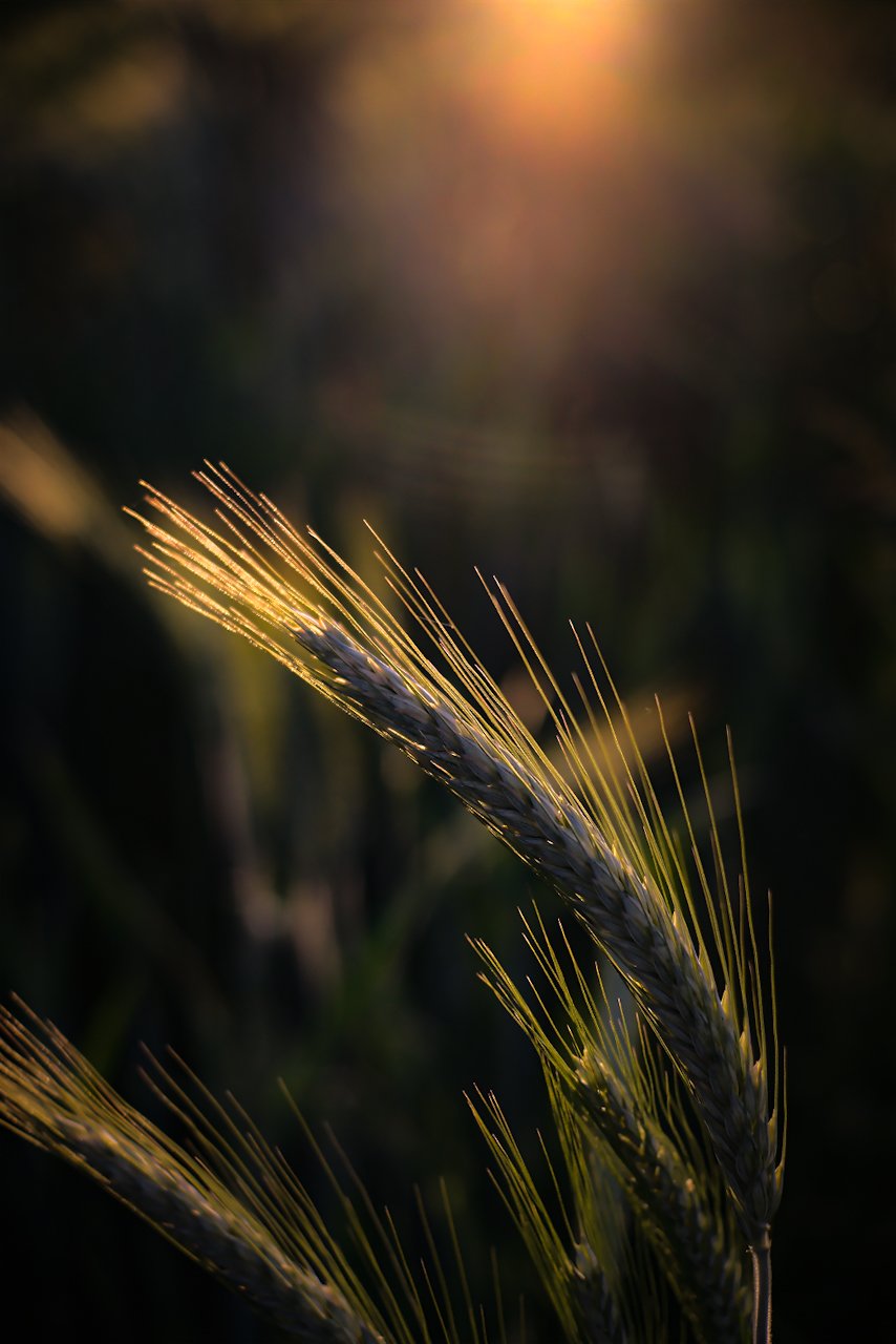 Im Gegenlicht