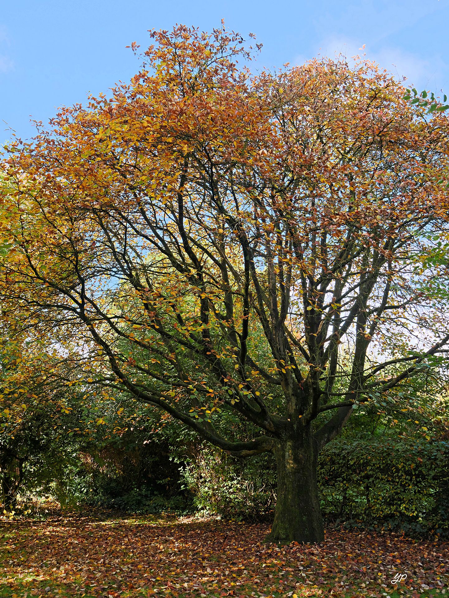 Im Herbstkleid