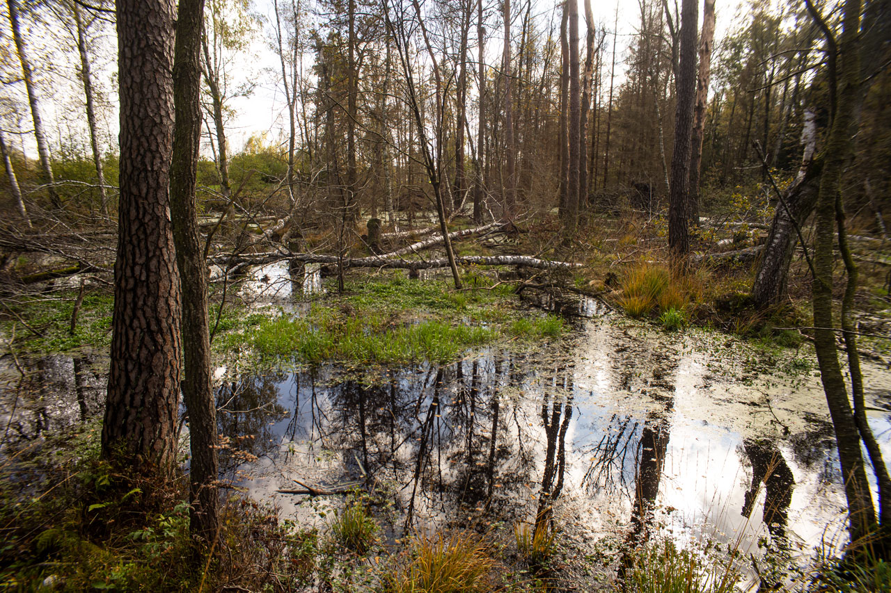 Im Hochmoor