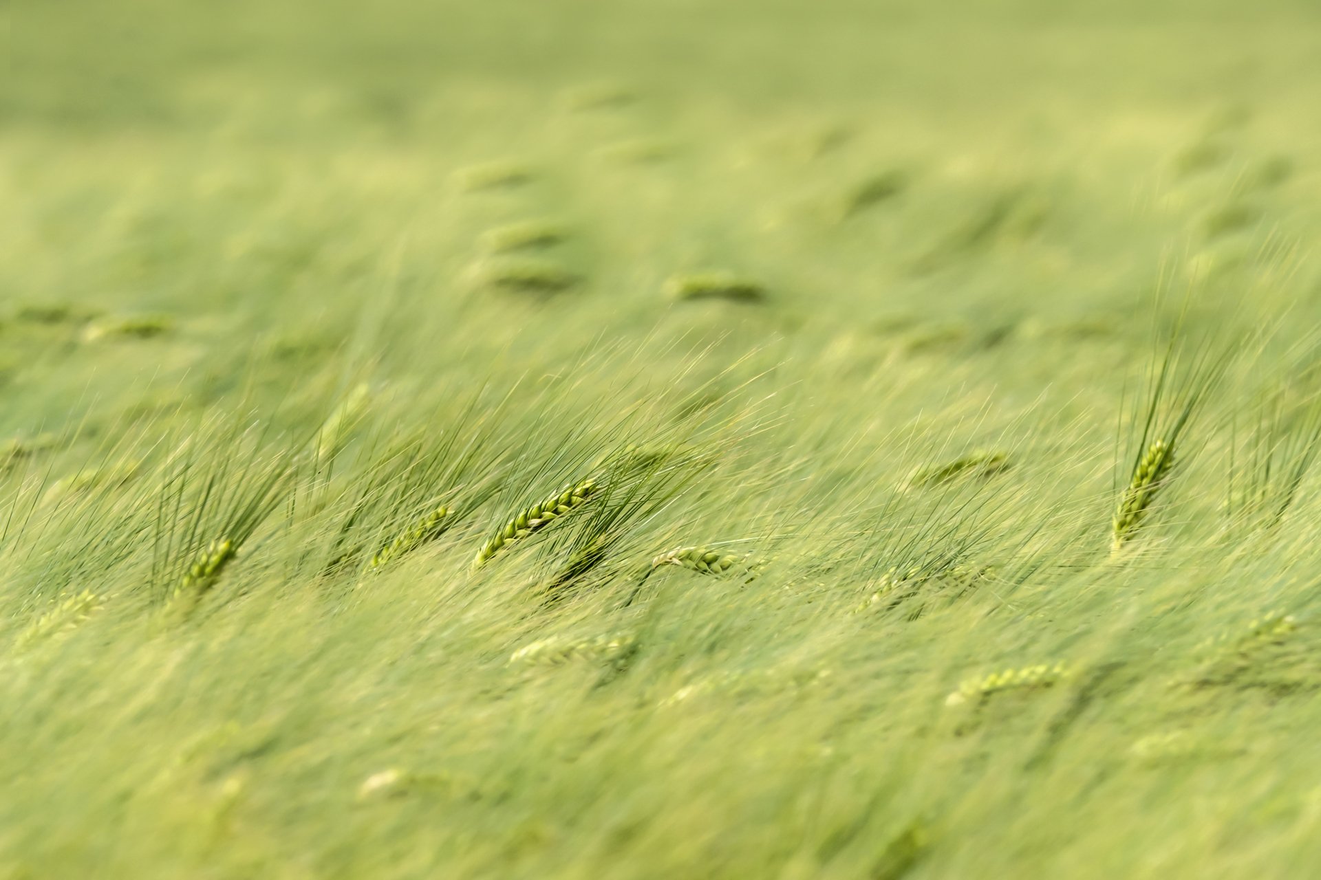 Im Kornfeld: die Vorwitzigen