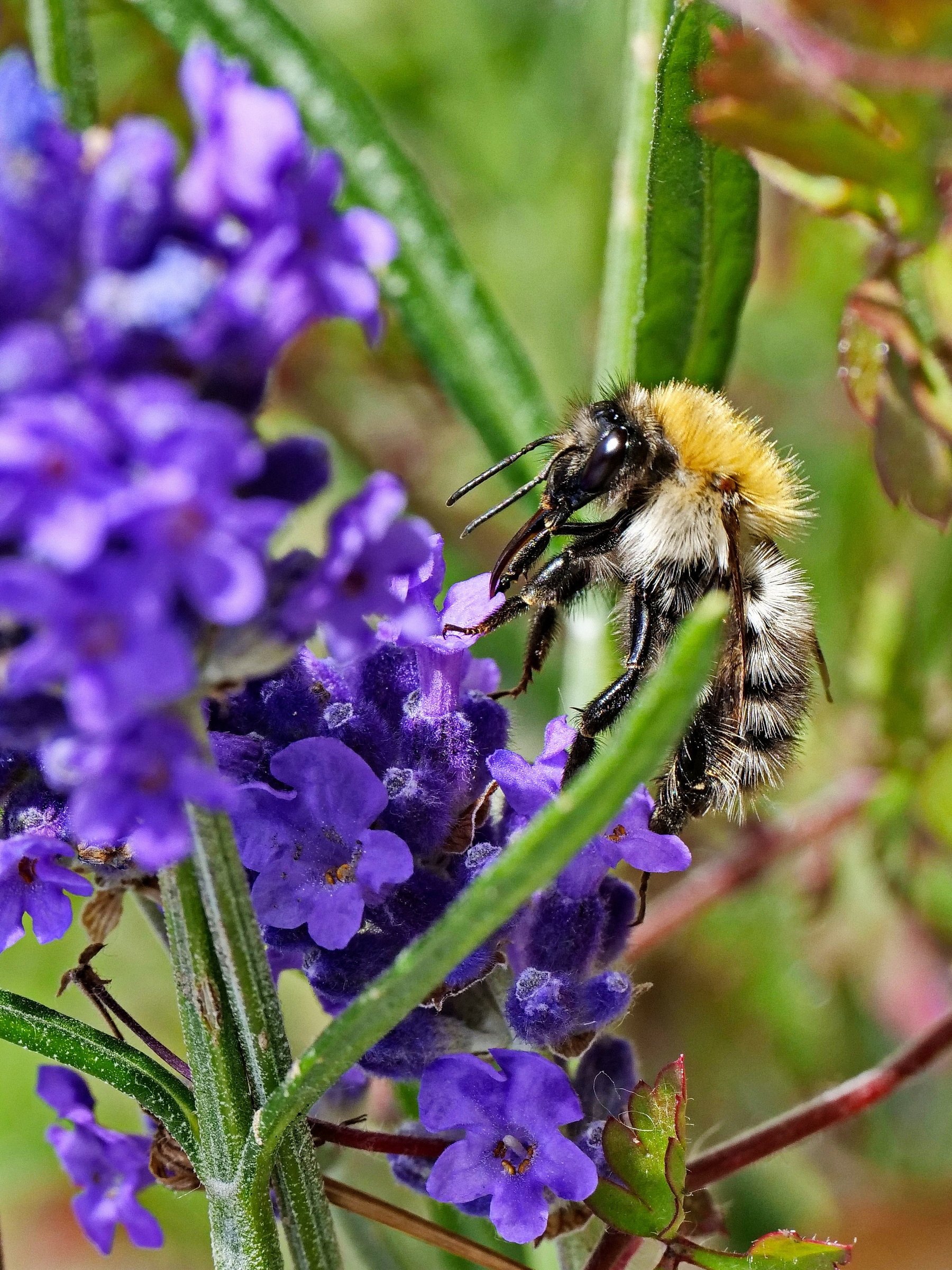 Im Lavendel.