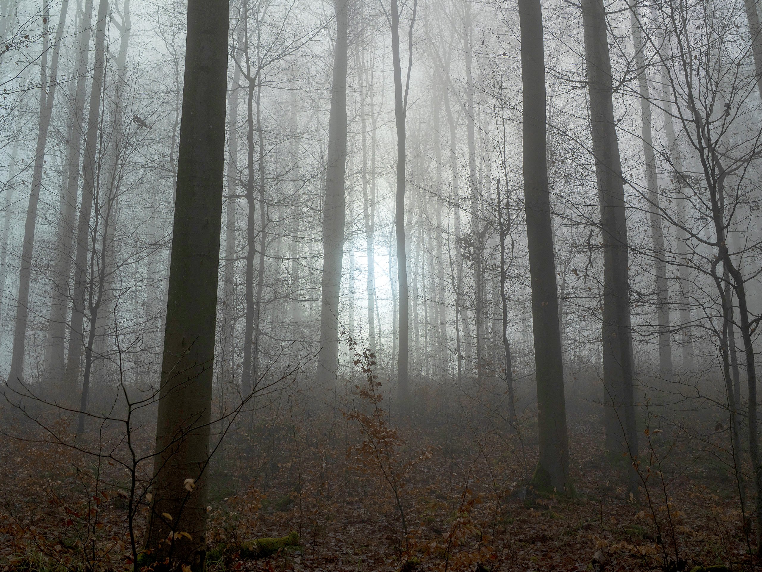 Im Nebel aufgehende Sonne