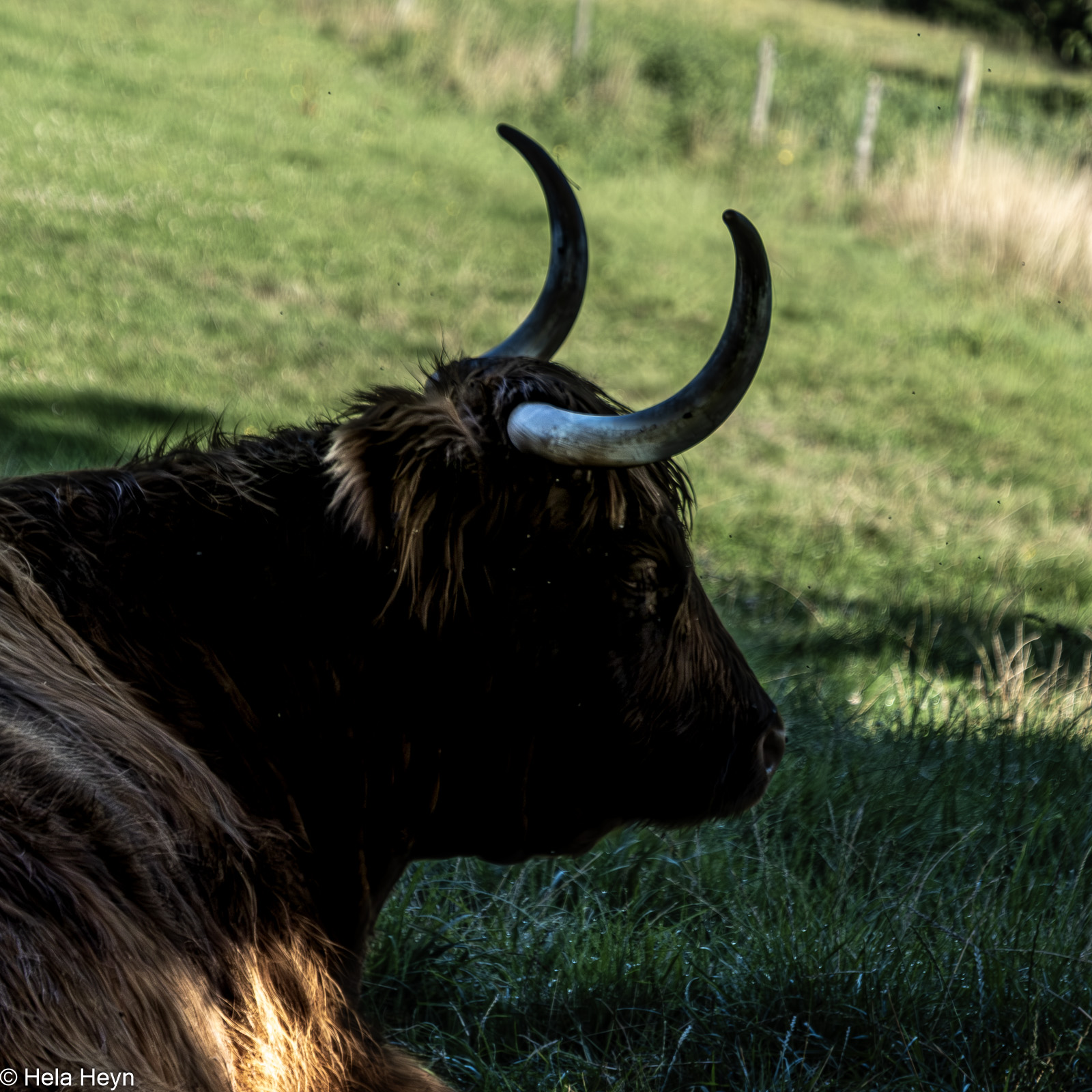 im Schatten