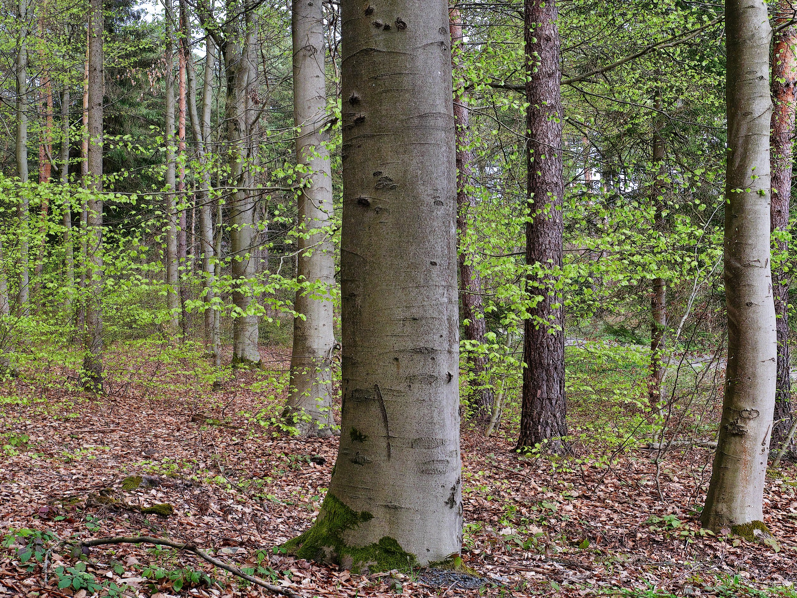 Im Wald da ist es kühl.
