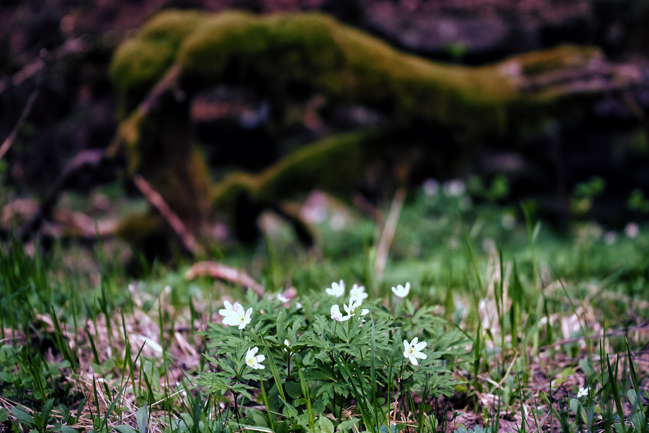 im Wald