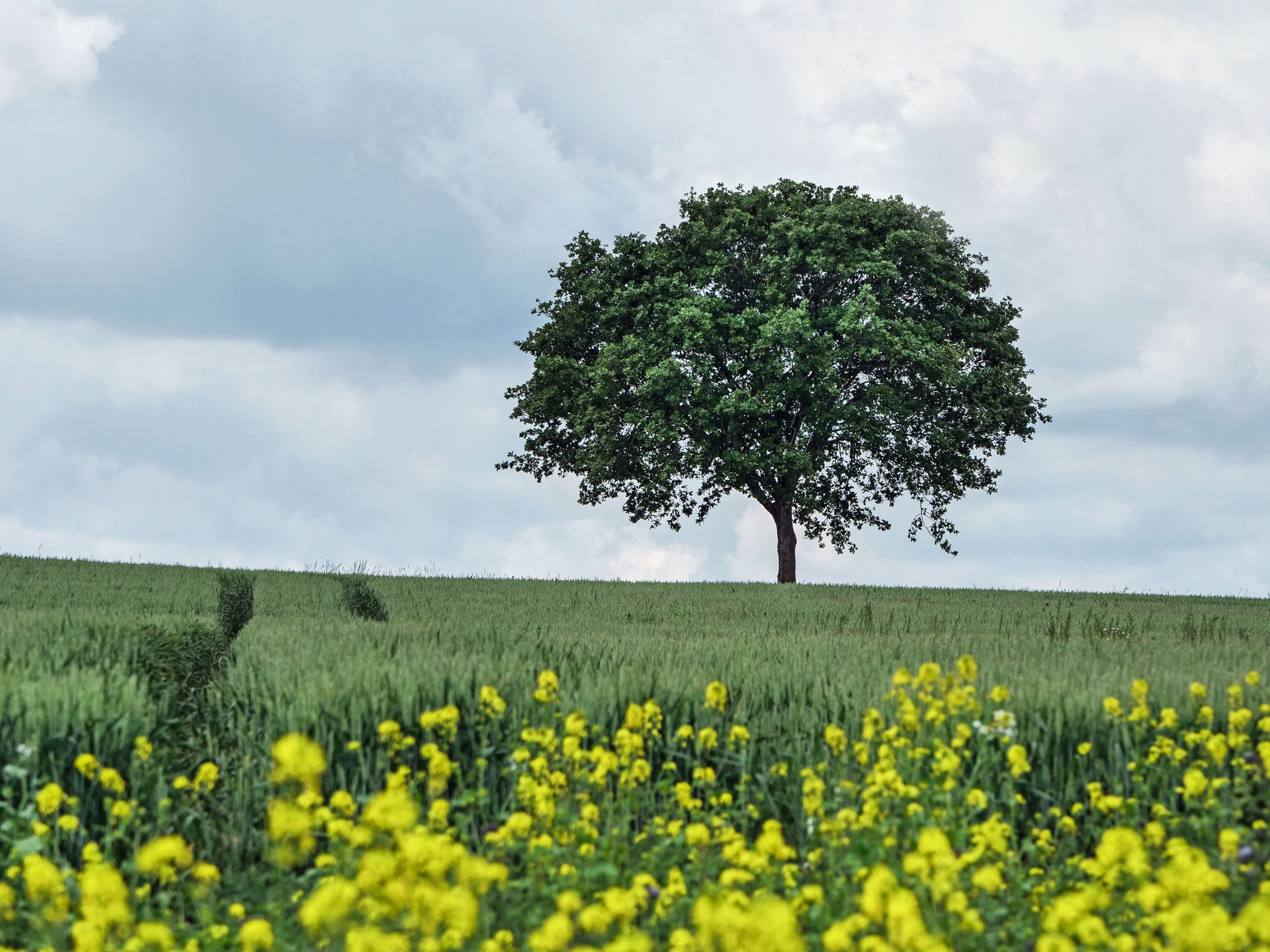 Im Westen zieht es zu