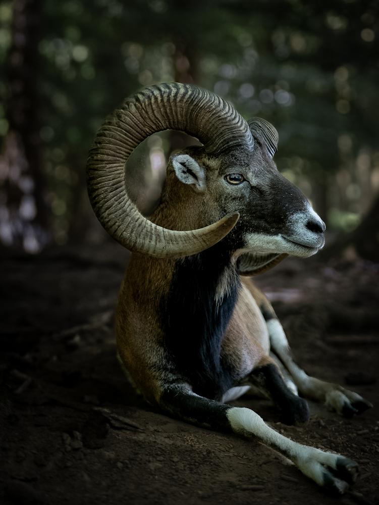 Im Wildtierpark