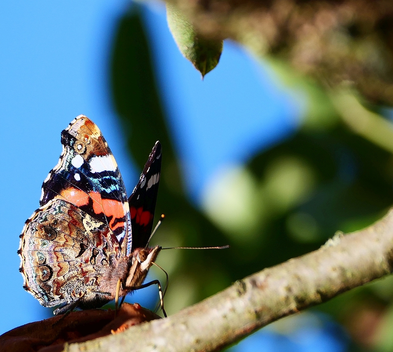 Immer lecker im Birnbaum