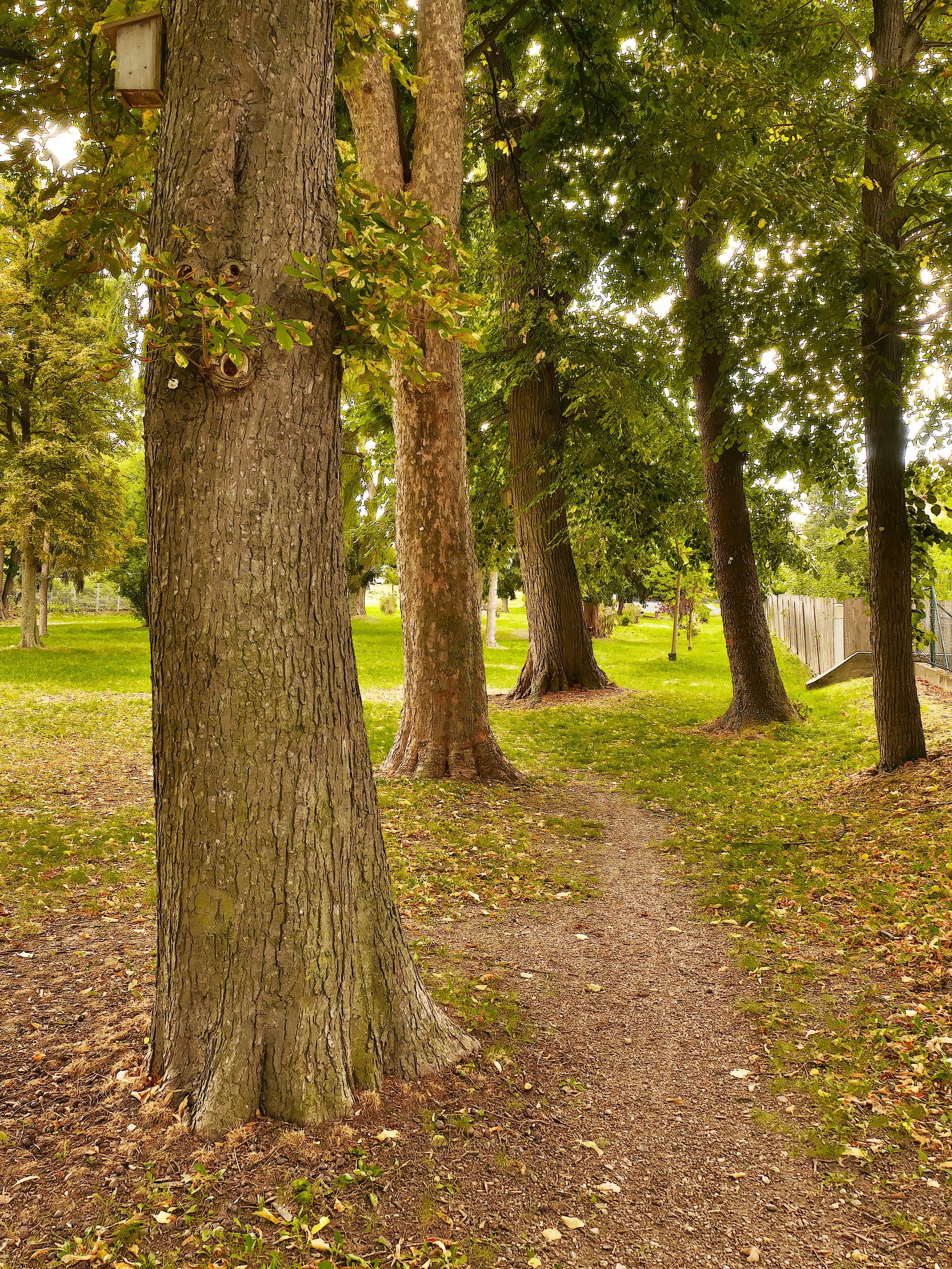 in den Park gehen