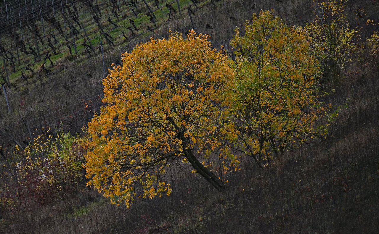 in den Weinbergen