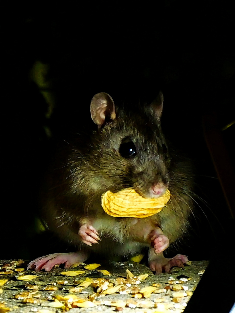 In der Nacht sind alle Ratten grau... oder so ähnlich heißt es doch.