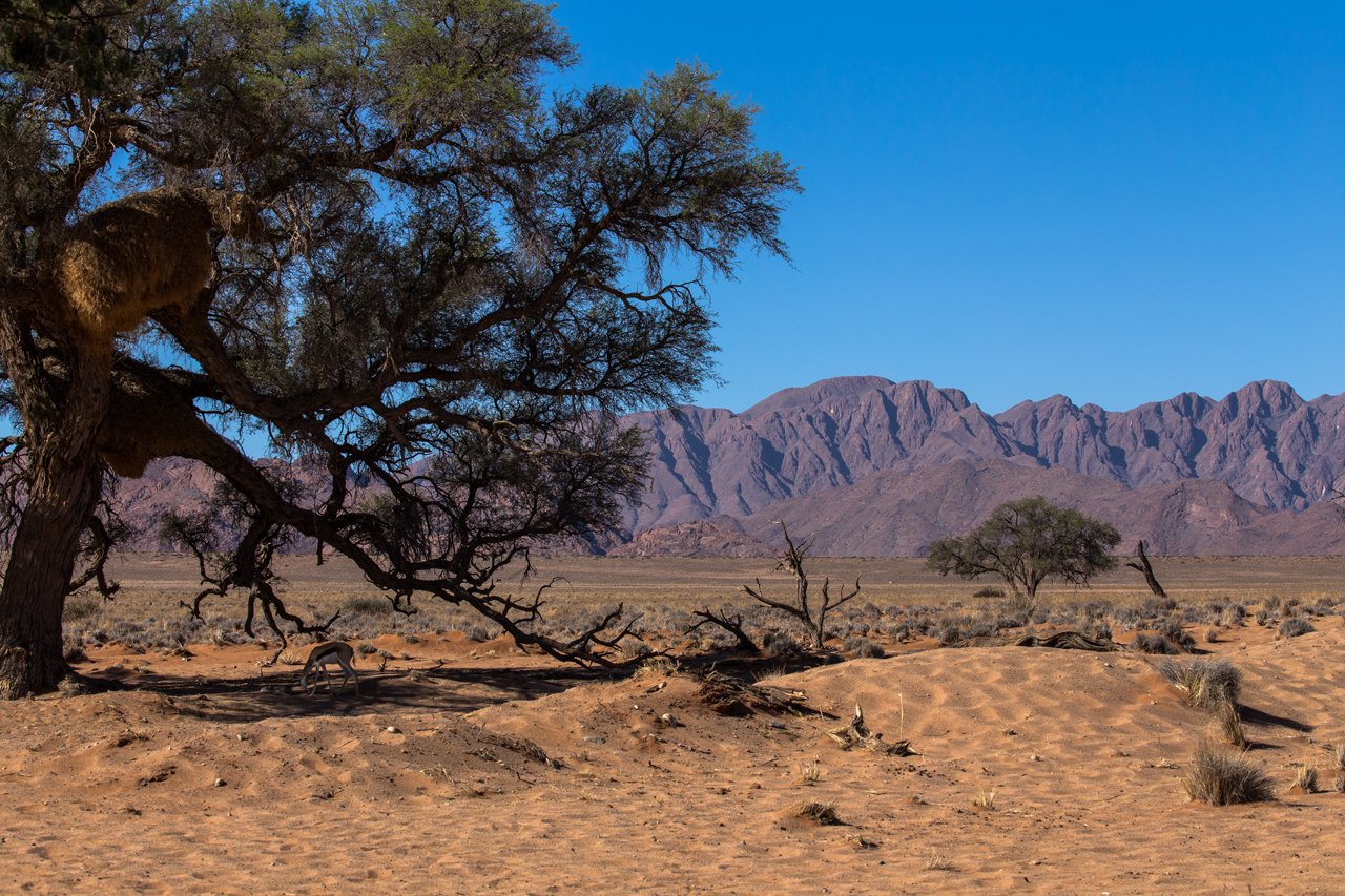 In der Namib