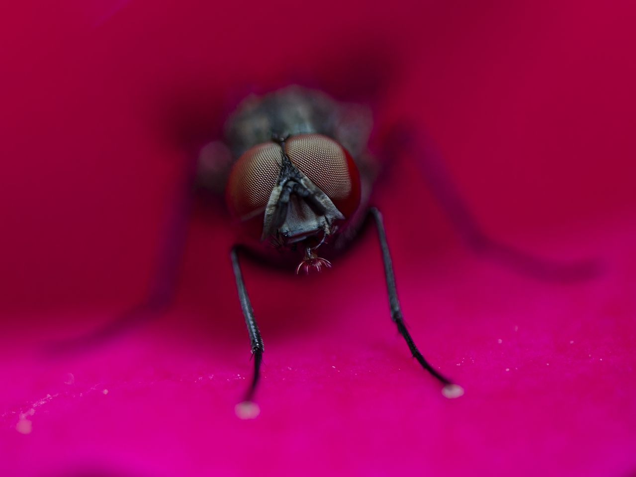 In der Rosenblüte