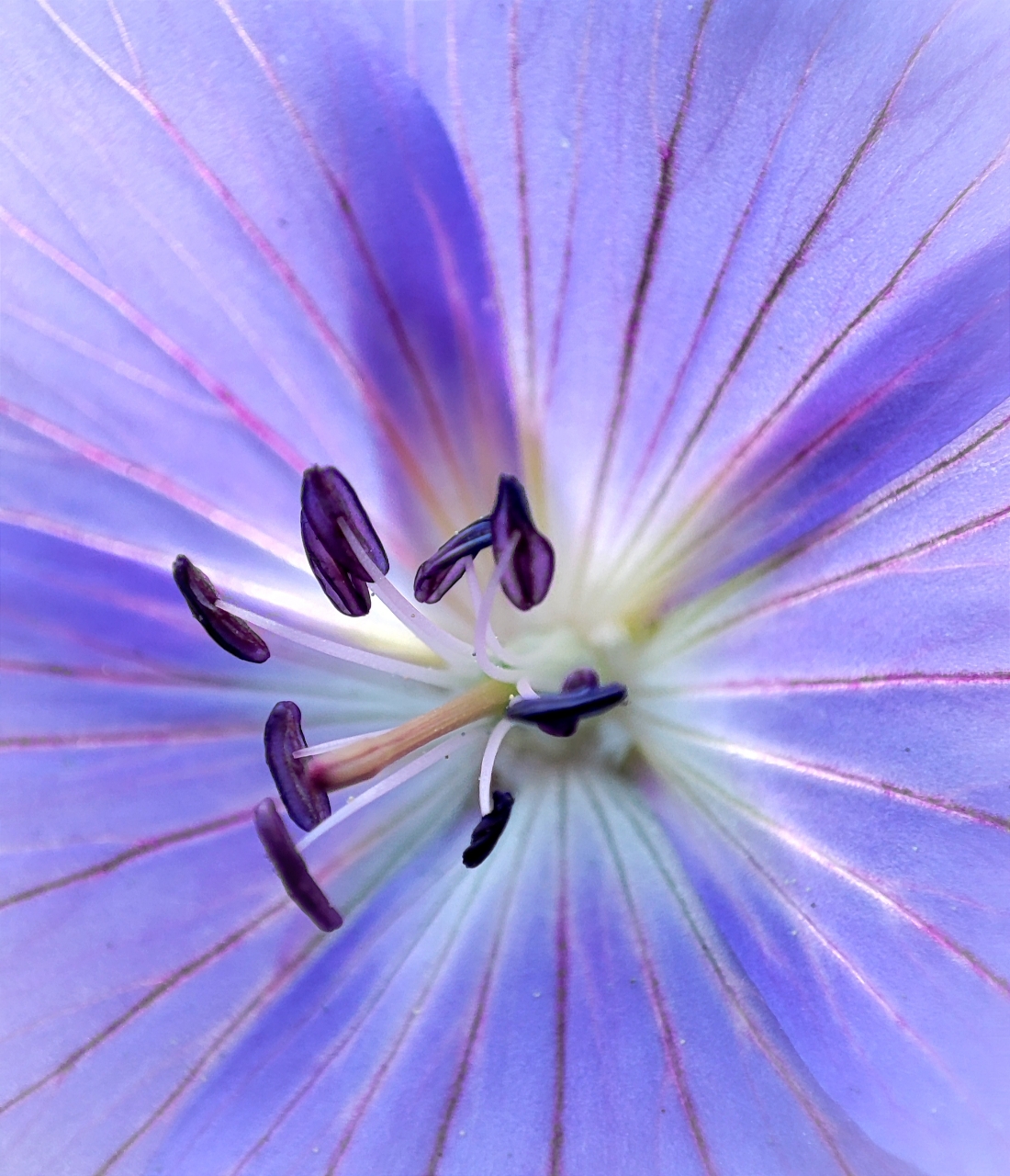 In die Blüte geschaut