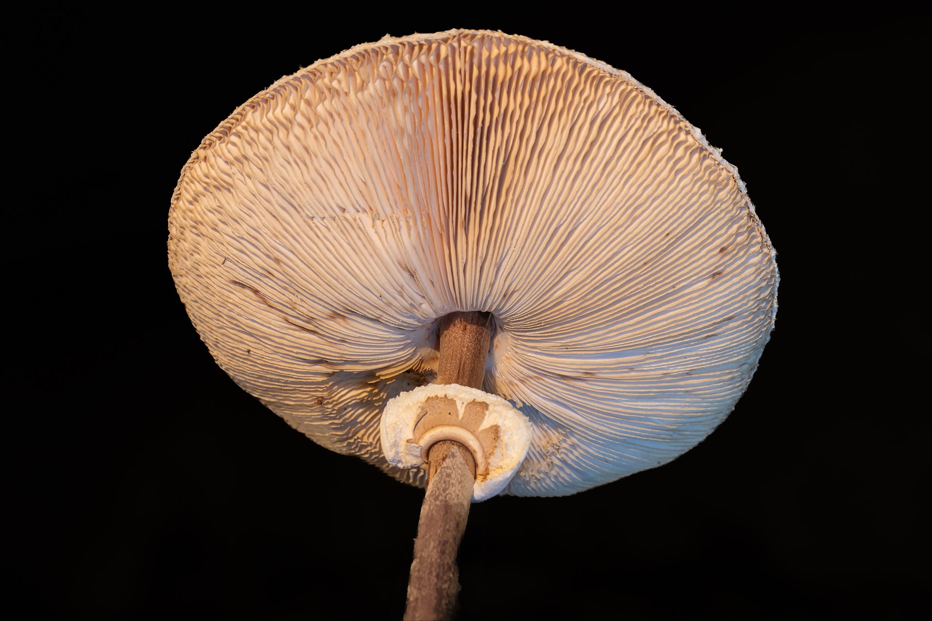 In Ermangelung.......... (Nr.1)