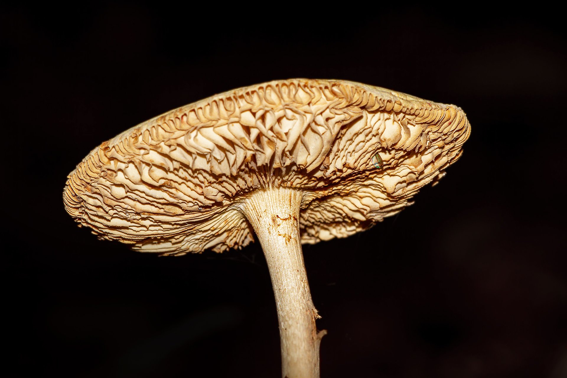 In Ermangelung ........ (Nr.2)