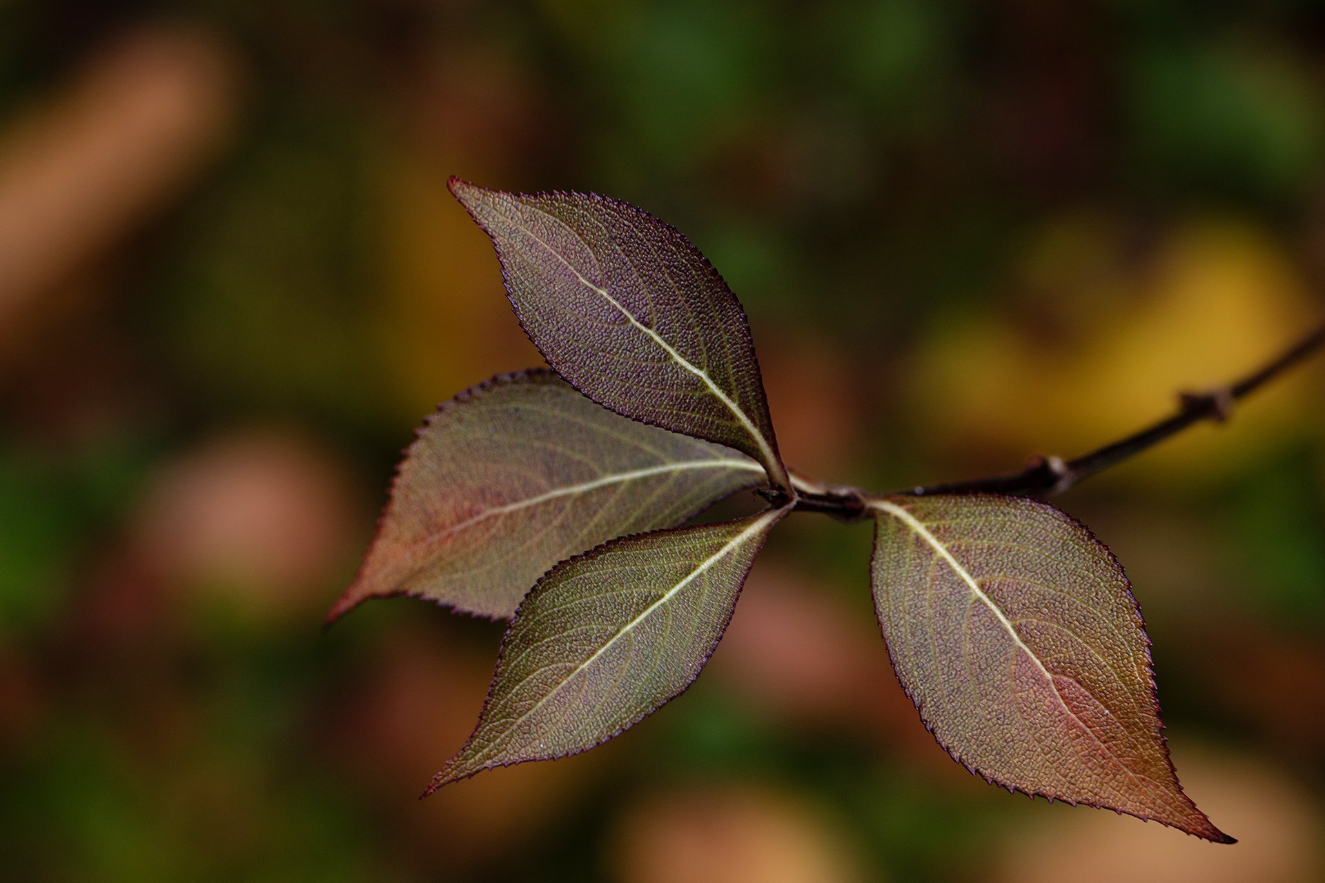 In Ermangelung ....(Nr.3)