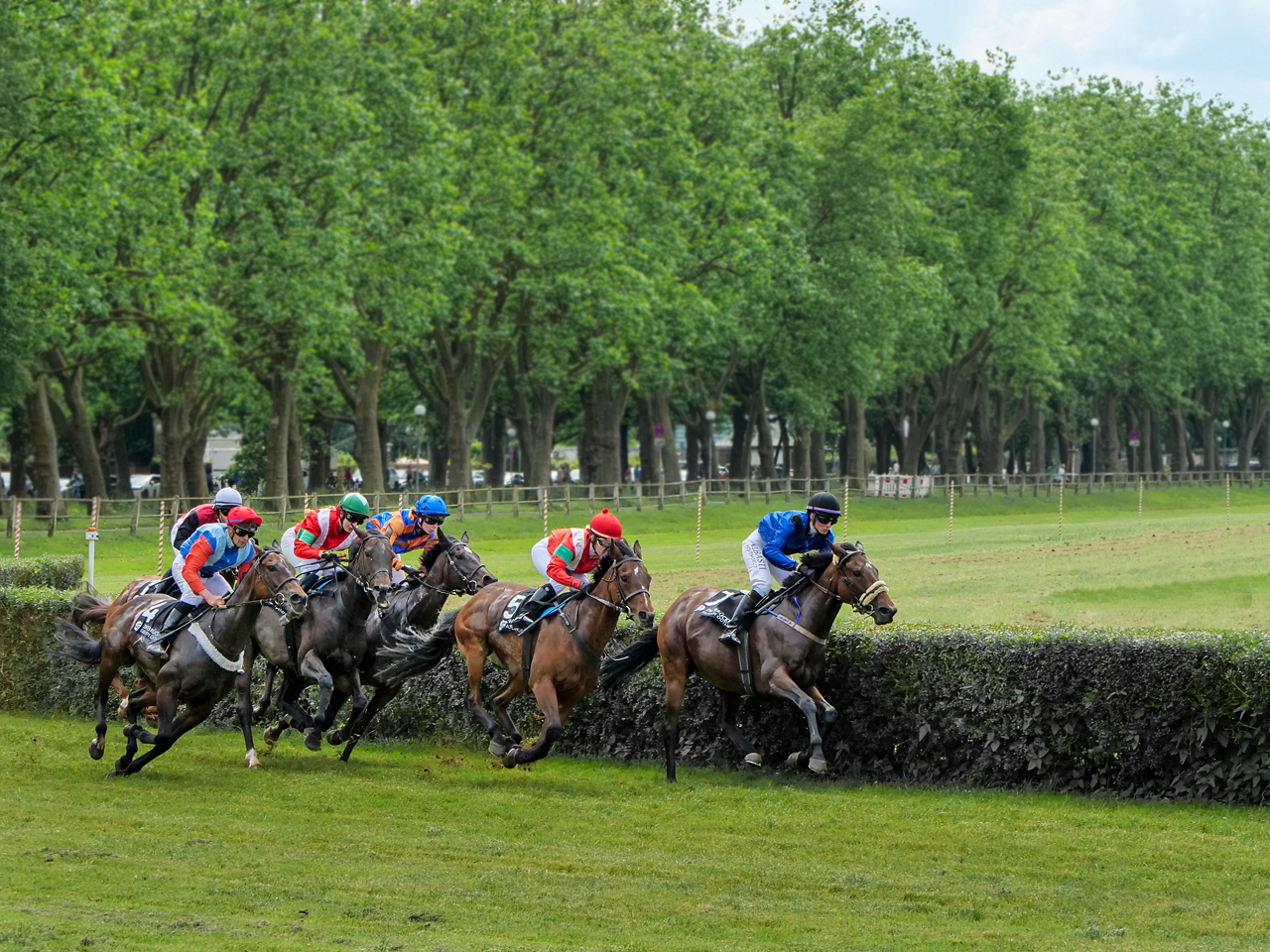 In vollem Galopp