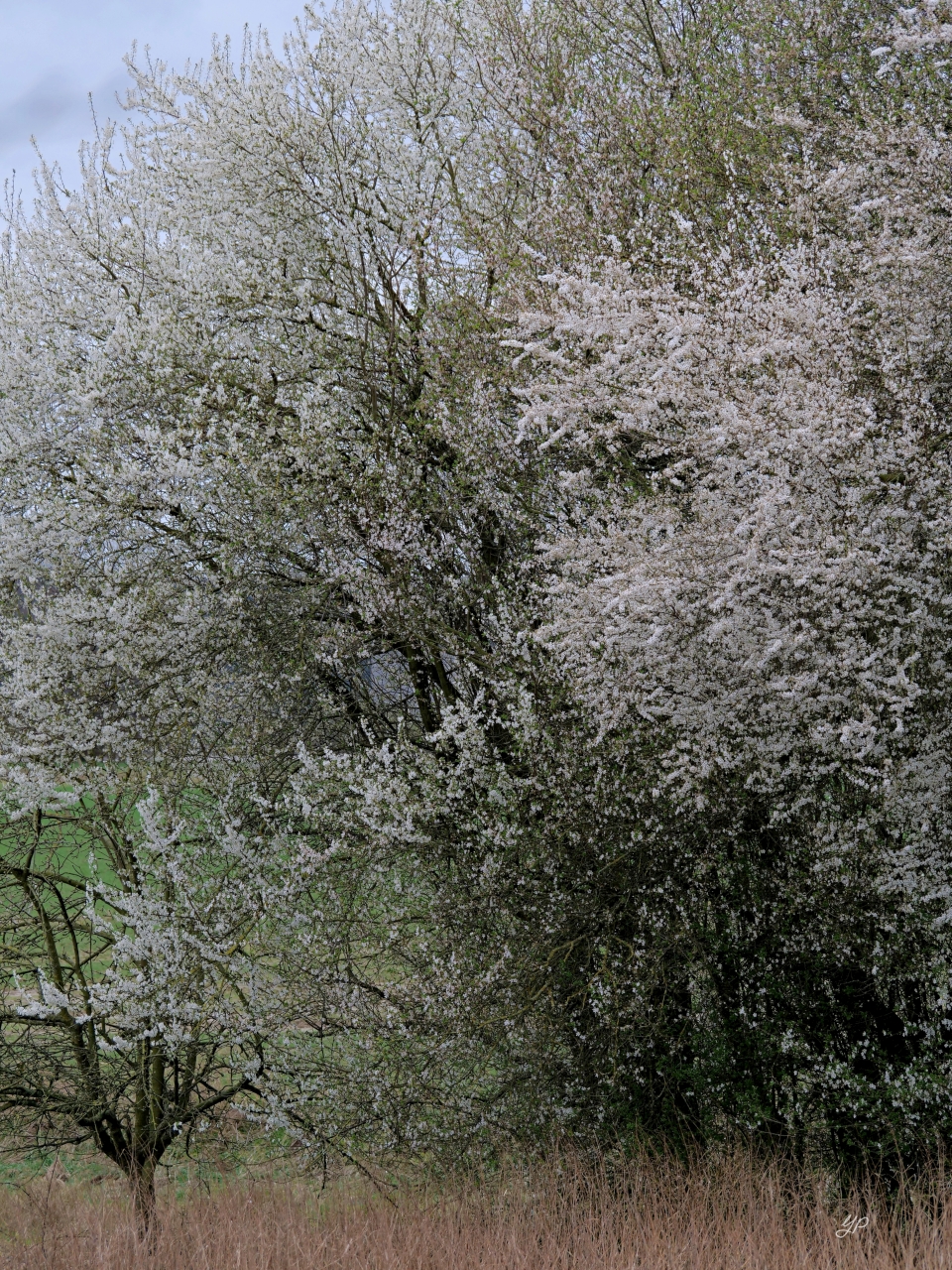 In voller Blüte