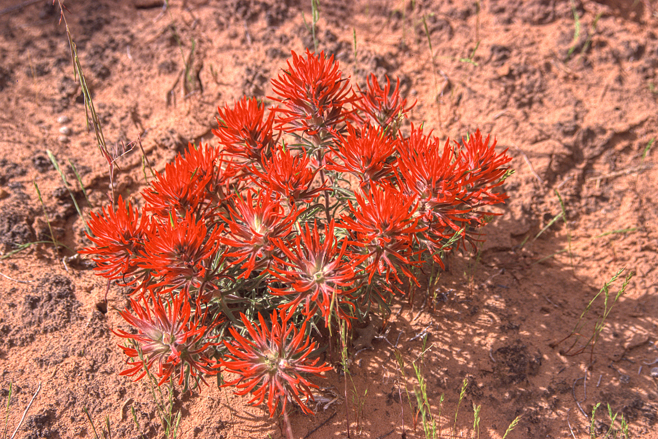 Indian Paintbrush