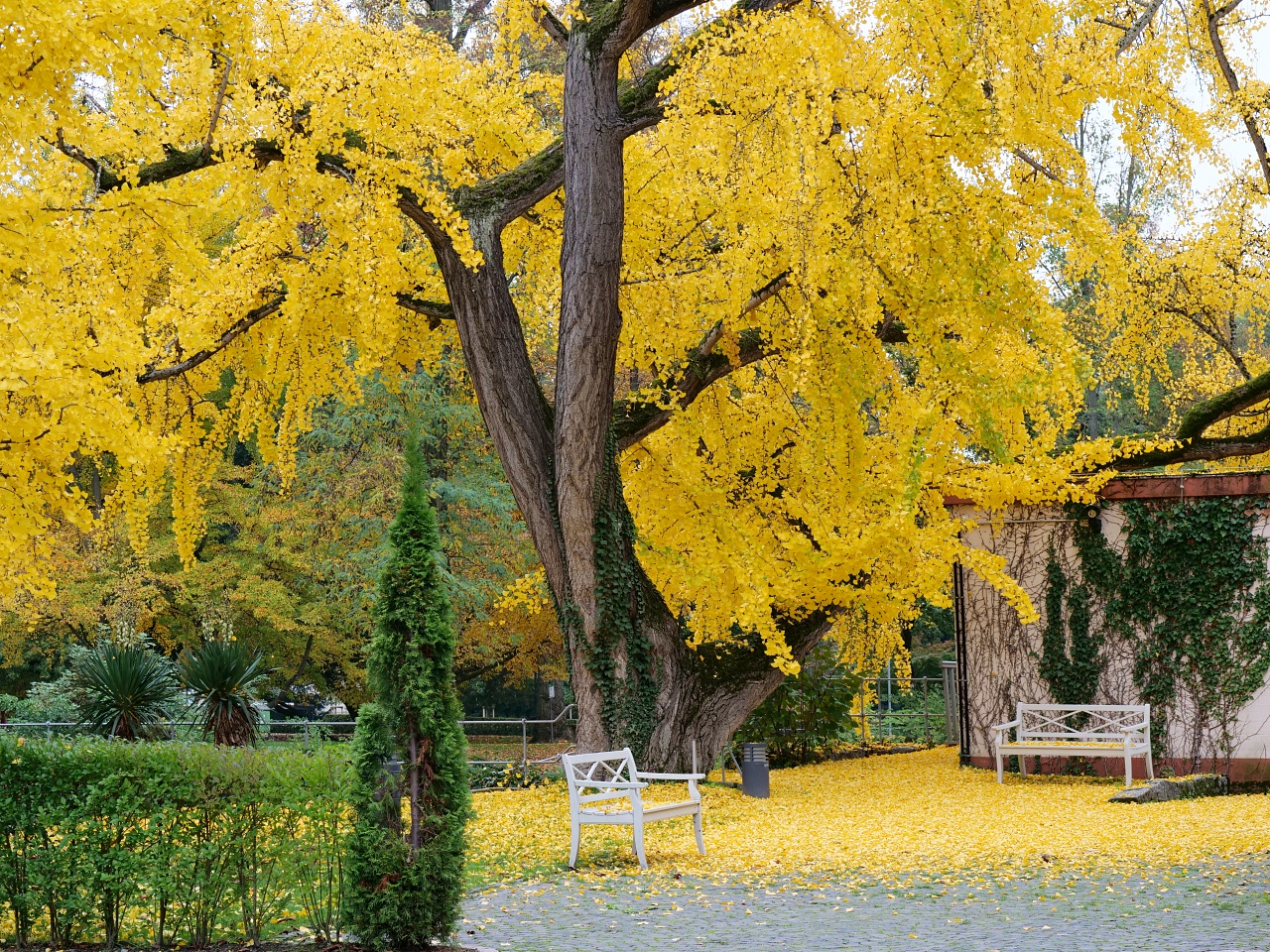 Inspiration - "Ginkgo Biloba" von Johann Wolfgang von Goethe