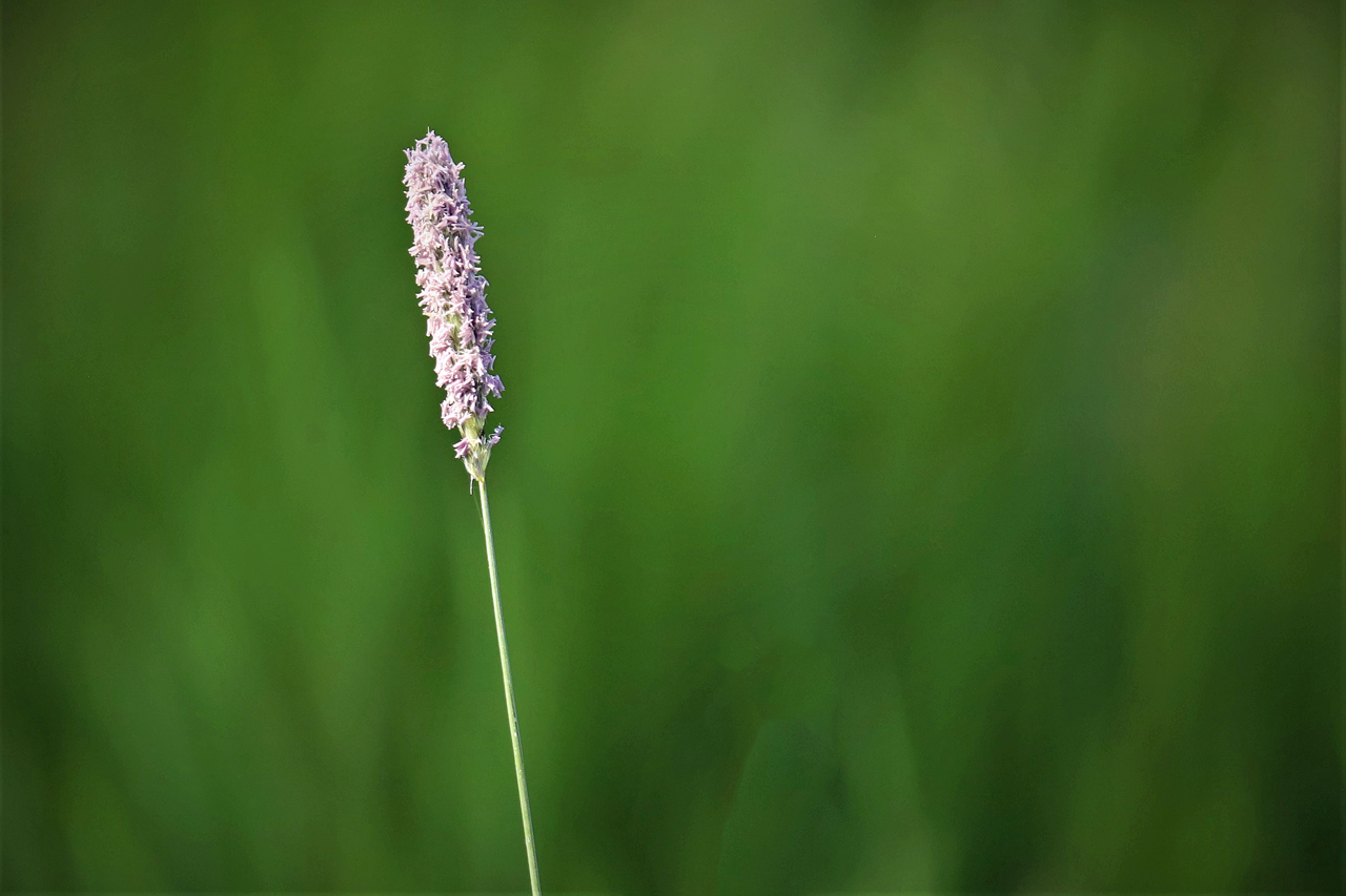 Irgend ein Gras