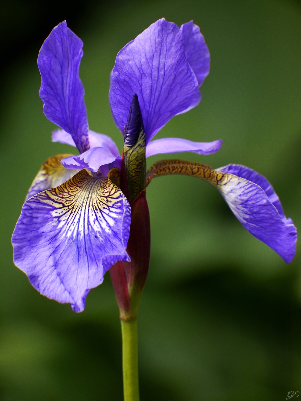 Iris entspannt sich