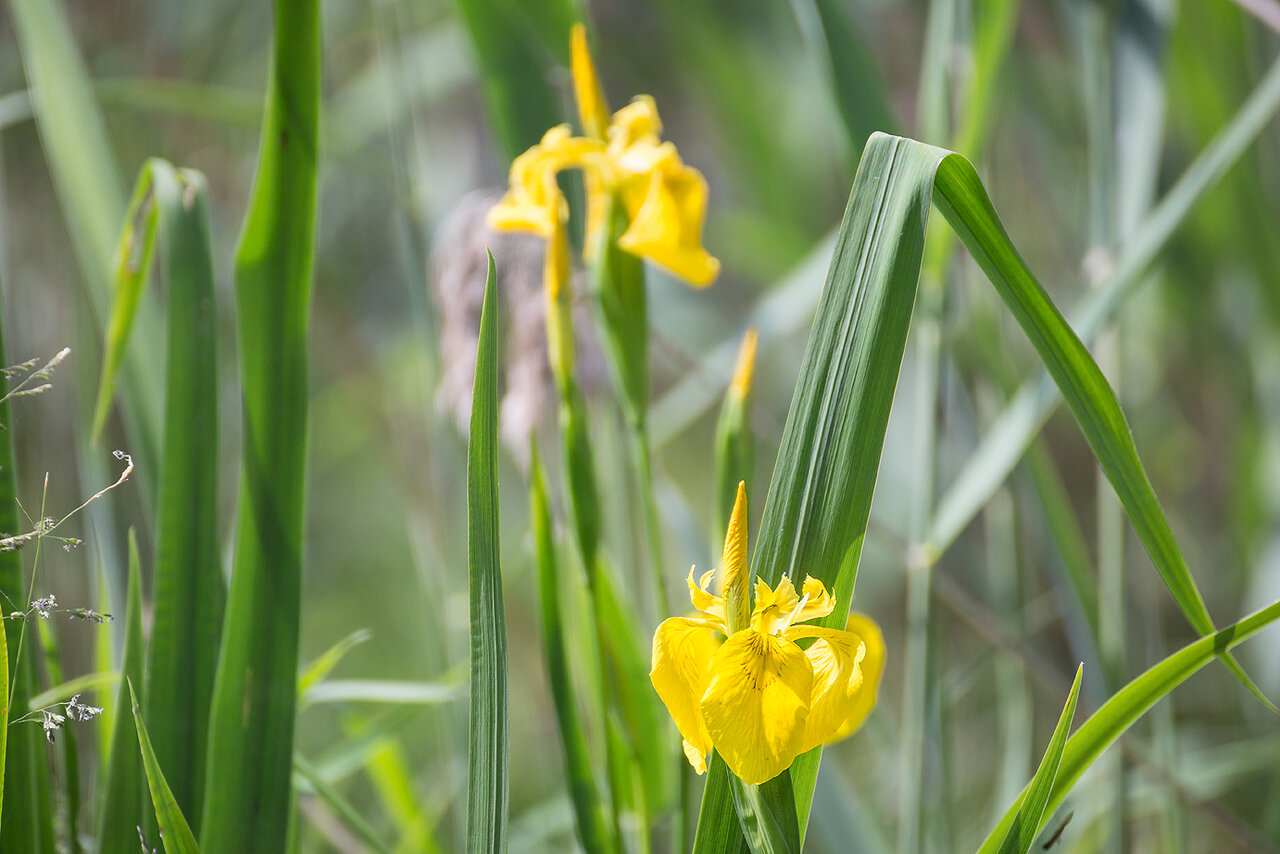 Iris pseudacorus