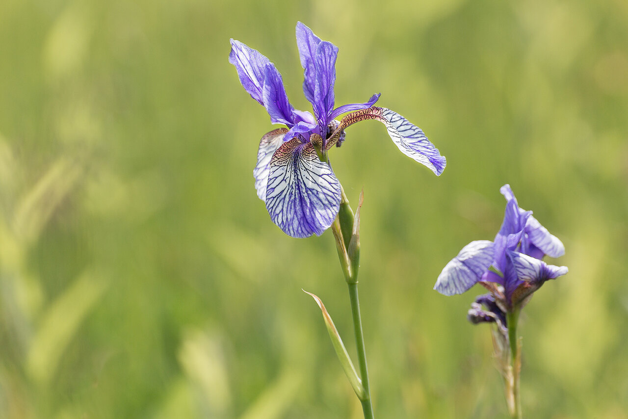 Iris sibirica