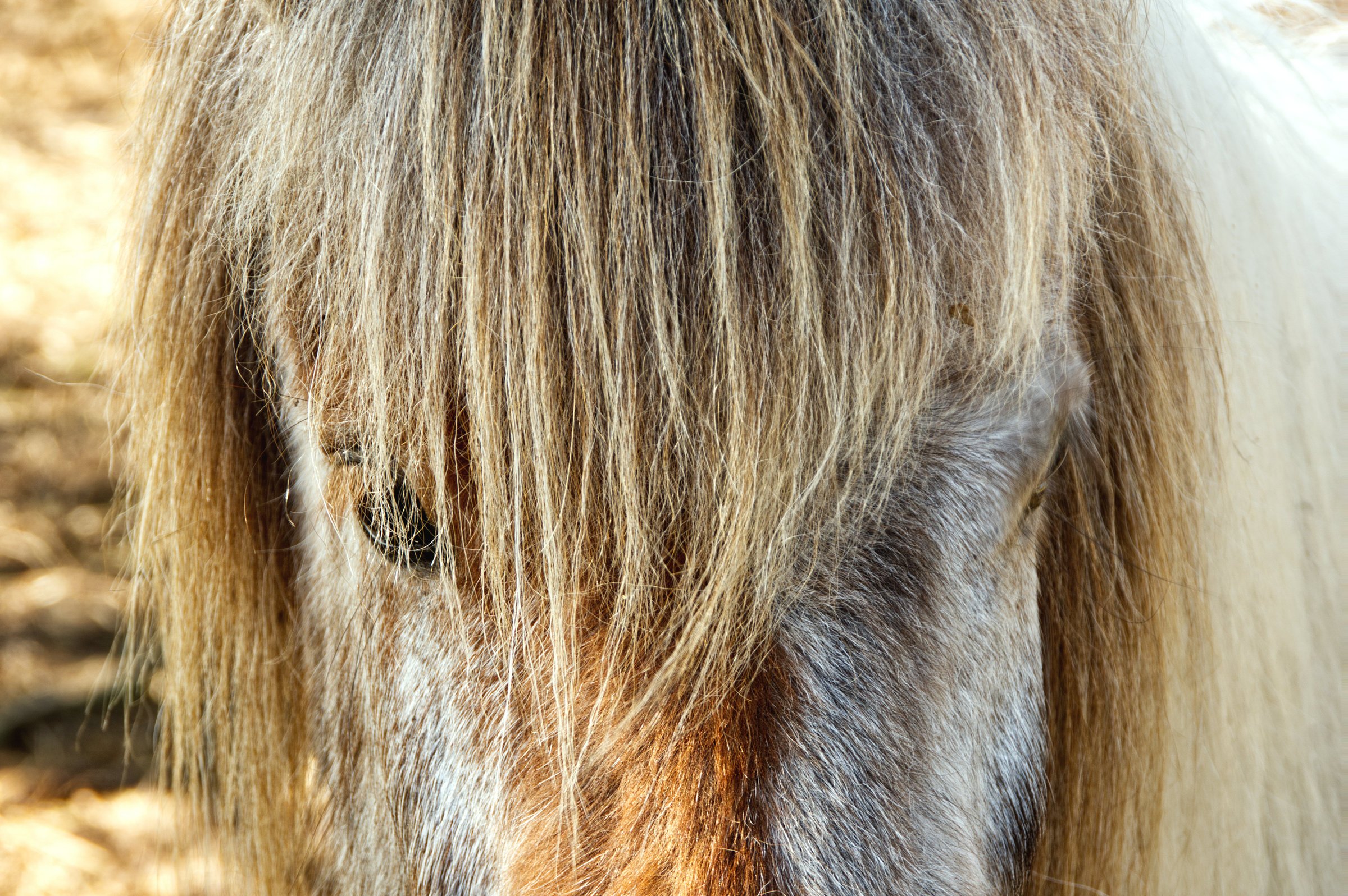 Islandpony - abgehärtet und zutraulich