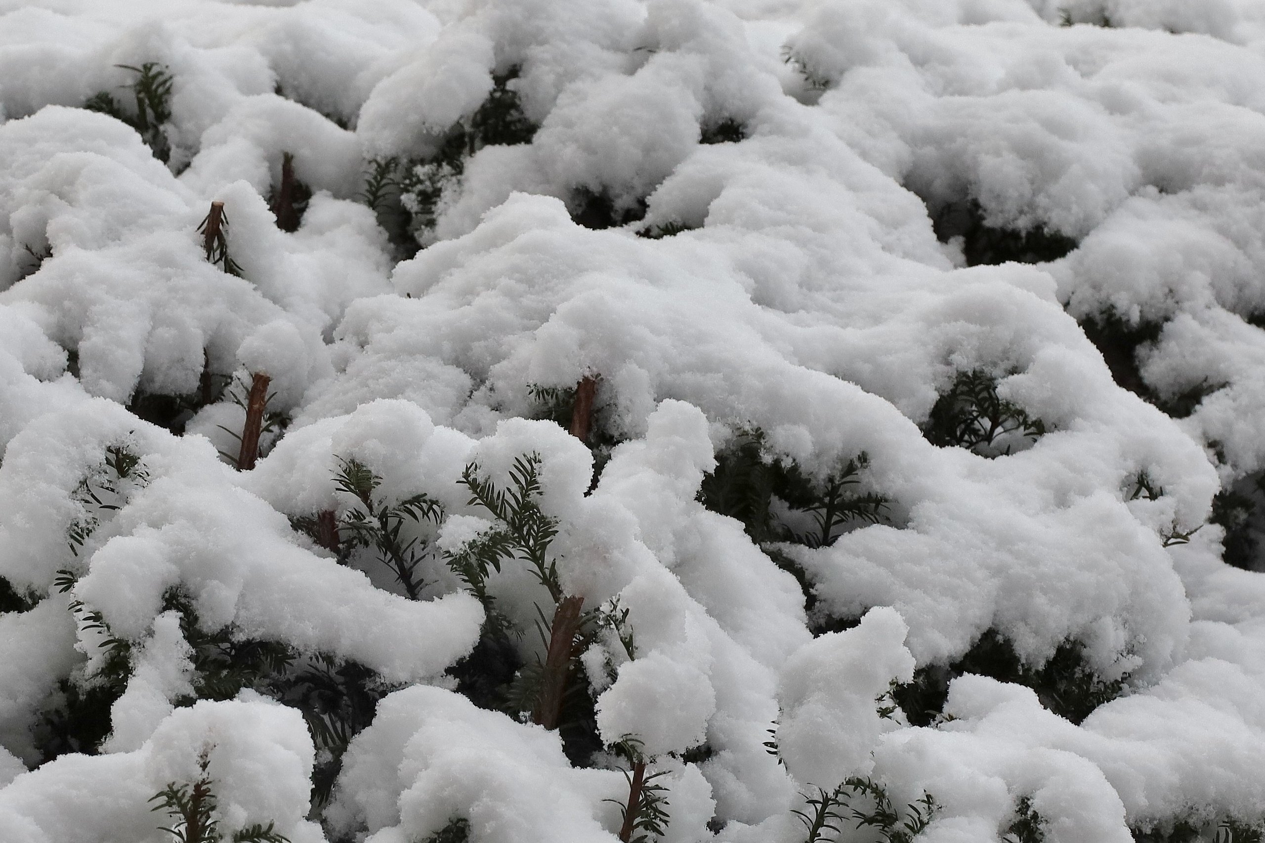 Ja, ist denn schon wieder Winter ?