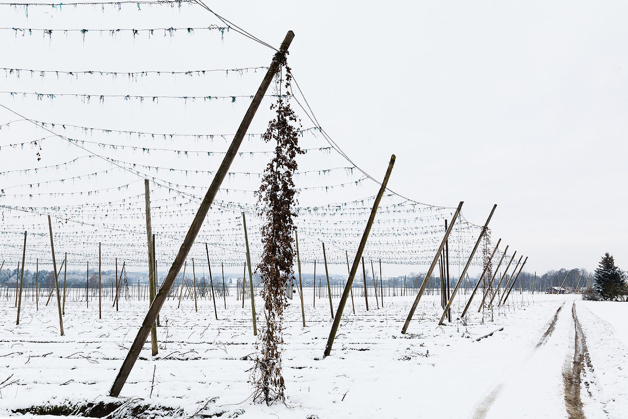 Januar: Schnee im Hopfengarten